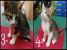 4 puiuti jucausi si iubitori pentru adoptie