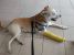 Adoptie metis Labrador sterilizat, vaccinat, deparazitat
