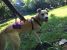 Adoptie metis Labrador sterilizat vaccinat deparazitat