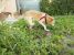 Adoptie metis Labrador sterilizat vaccinat deparazitat