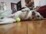 Adoptie metis Labrador sterilizat vaccinat deparazitat