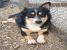 Adoptie Terry - catel talie mica, dragastos si cu personalitate