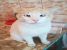 Albastrel, motan de exceptie, pentru adoptie cu iubire
