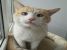 Albastrel, motan de exceptie, pentru adoptie cu iubire