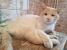 Albastrel, motan de exceptie, pentru adoptie cu iubire