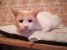 Albastrel, motan de exceptie, pentru adoptie cu iubire