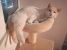 Albastrel, motan de exceptie, pentru adoptie cu iubire