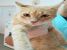 Asterix pentru adoptie cu iubire
