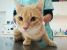 Asterix pentru adoptie cu iubire