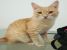 Asterix pentru adoptie cu iubire