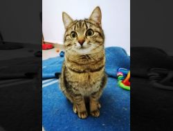 Oferte Adoptii Pisica