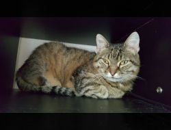 Oferte Adoptii Pisica