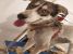 Caine Husky Metis mascul spre adoptie