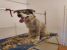 Caine Husky Metis mascul spre adoptie