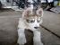 Caine Husky Metis mascul spre adoptie