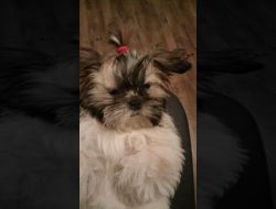 Animale Pierdute Caine