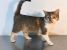 CALINA, o bombonica de pisicuta, pentru adoptie