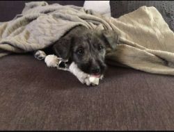 Oferte Adoptii Caine