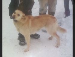 Animale Pierdute Caine