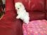 Cațeluși Pomeranian