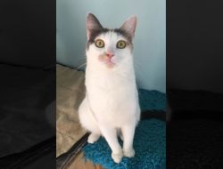 Oferte Adoptii Pisica