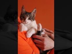Oferte Adoptii Pisica