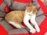 Frisca, personalitate de zahar, de adoptat si iubit