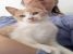 Frisca, personalitate de zahar, de adoptat si iubit