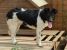 Frumoasa Lucy din nou pt adopție