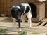 Frumoasa Lucy din nou pt adopție