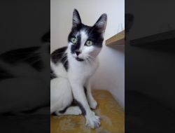 Oferte Adoptii Pisica