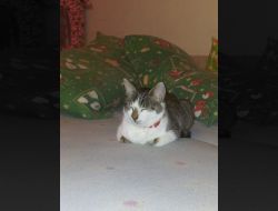 Animale Pierdute Pisica