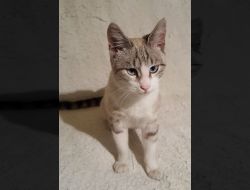Animale Pierdute Pisica