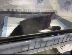 Animale Pierdute Pisica