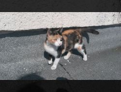 Animale Pierdute Pisica