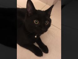 Animale Pierdute Pisica