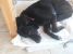 Jijel pentru adoptie