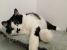 Katniss, minune dulce, de adoptat, iubit si ocrotit