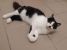 Katniss, minune dulce, de adoptat, iubit si ocrotit