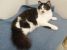 Katniss, minune dulce, de adoptat, iubit si ocrotit