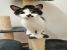 Katniss, minune dulce, de adoptat, iubit si ocrotit