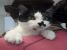 Katniss, minune dulce, de adoptat, iubit si ocrotit