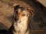 Laila, vulpita jucausa pentru adoptie
