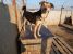 Laila, vulpita jucausa pentru adoptie