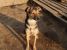 Laila, vulpita jucausa pentru adoptie