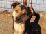 Laila, vulpita jucausa pentru adoptie