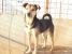 Laila, vulpita jucausa pentru adoptie