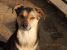 Laila, vulpita jucausa pentru adoptie