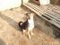 Laila, vulpita jucausa pentru adoptie