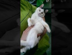 Oferte Adoptii Pisica